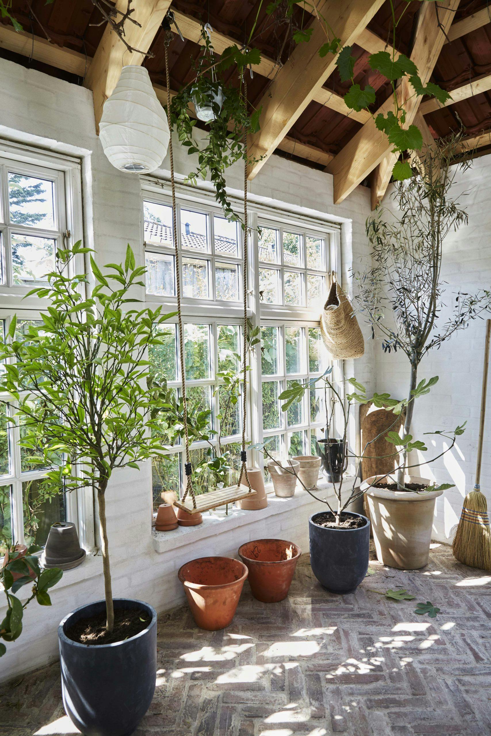 astridsorangeri10 7IR6 oransjeri planter